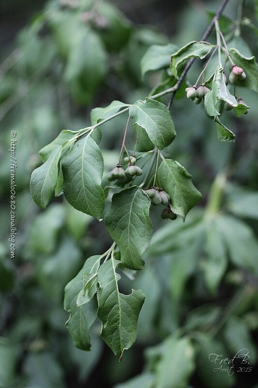 Euonymus europaeus