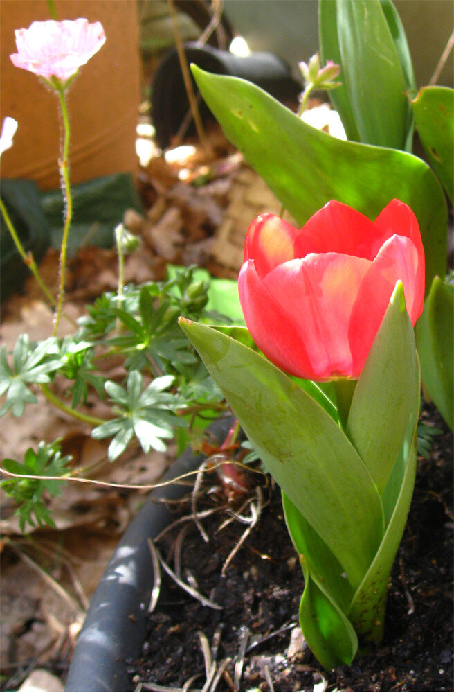 first tulip, eerste tulp, premiere tulipe