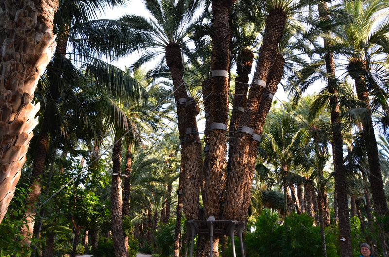 DSC_0662