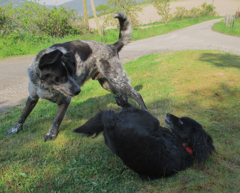 Chiens Joker & Chaman (photo C.F)