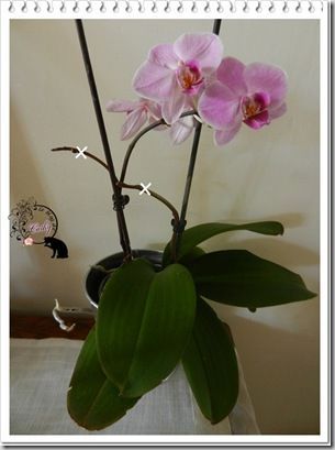 orchidée
