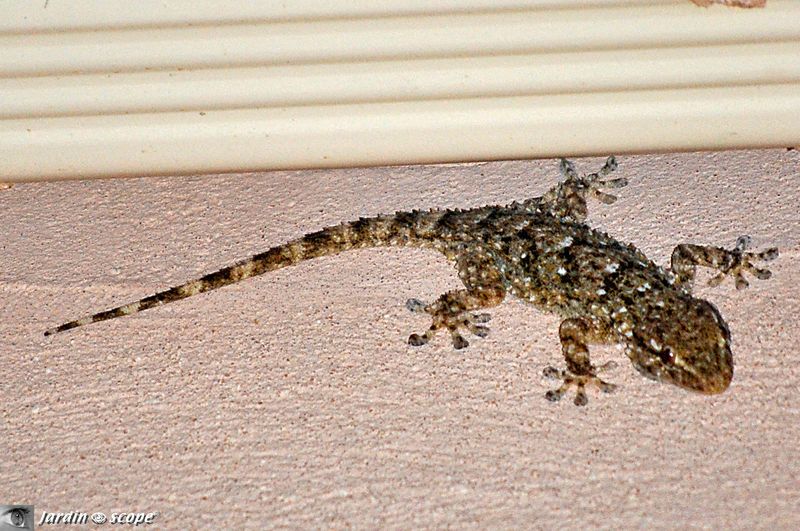 Des Lezards Aux Pupilles De Chat Le Jardinoscope Toute La Vie Animale De Nos Parcs Et Jardins