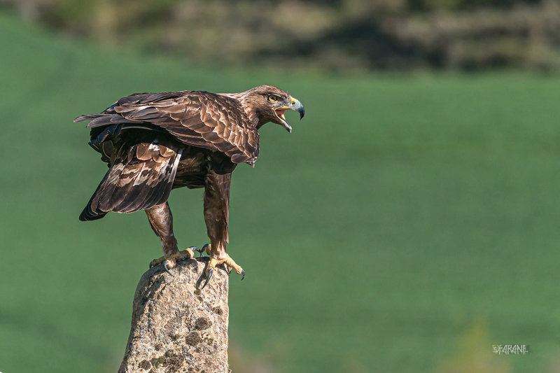 Aigle royal