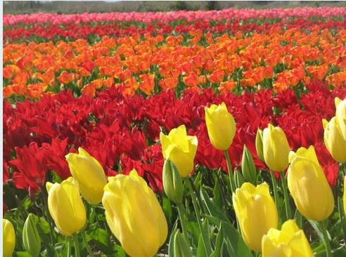 CHAMP DE TULIPE
