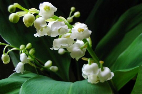 muguet4