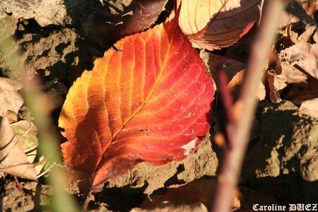 15_novembre_2007_088_copie