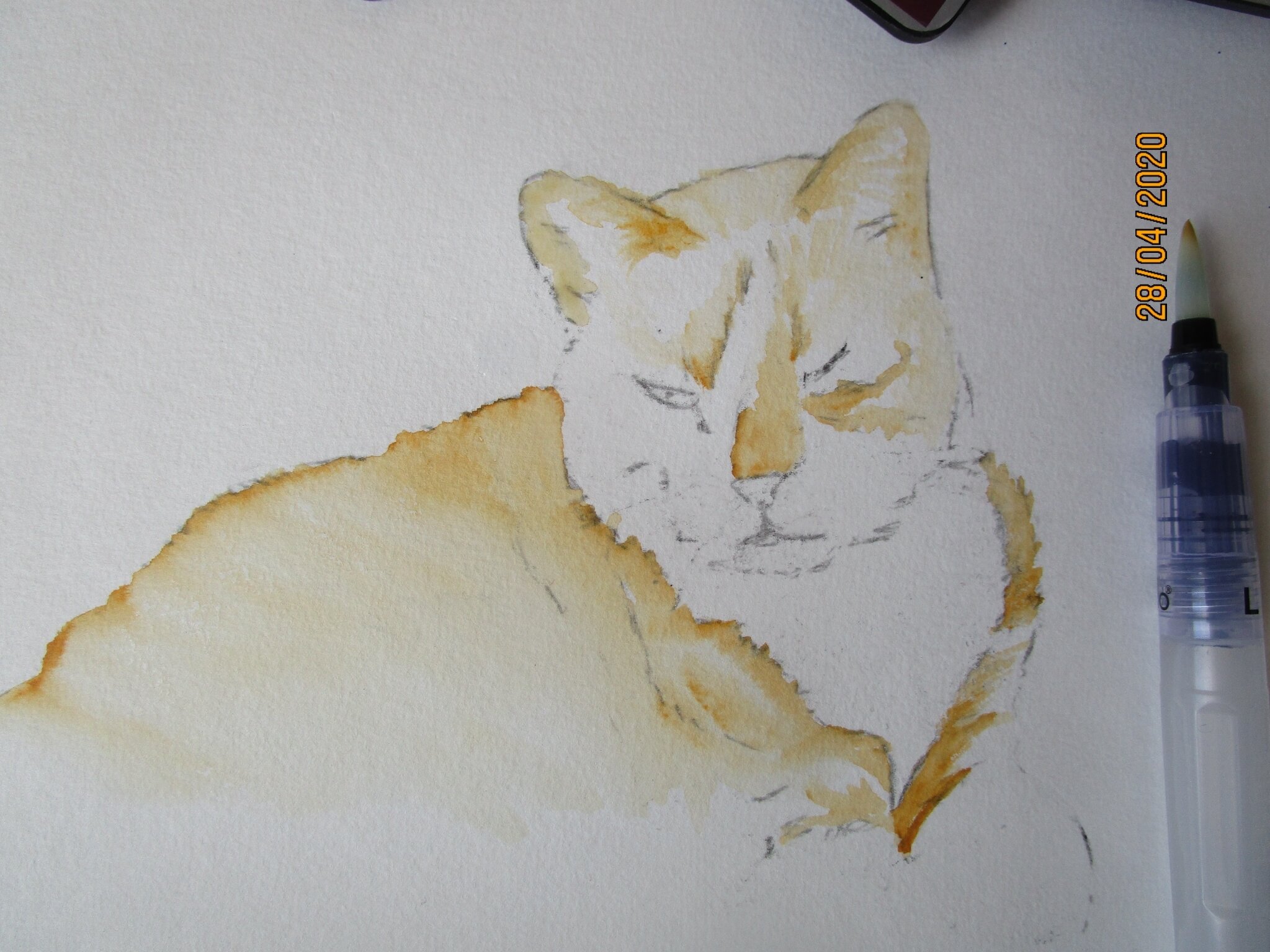 Mon Chat Tigrou A L Aquarelle Domi Dessins Et Peintures