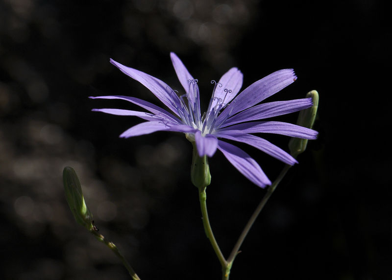 _DSC0081_Cichorium_intybus
