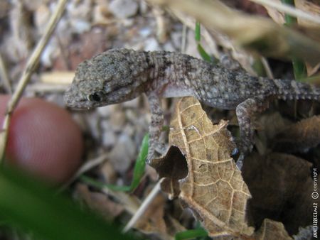 gecko__6_