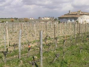 guadet vignes et chateau neuf du pape 005