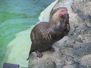 Loutre_7