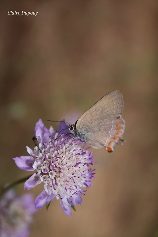 IMG_1817-2b