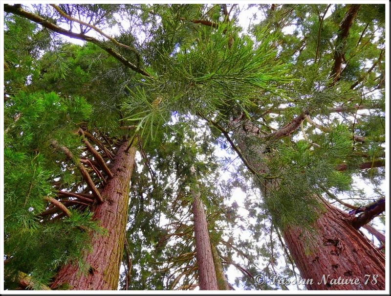 Le séquoia (12)