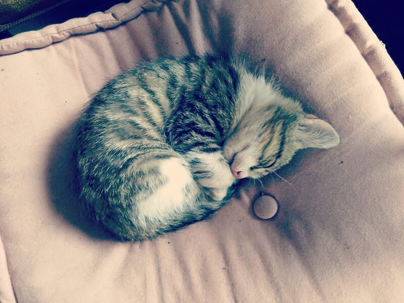 chaton endormi
