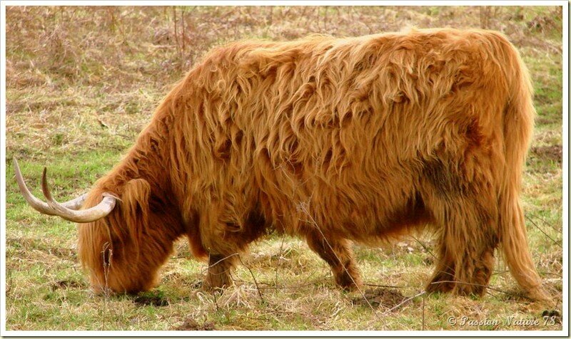 La vache de race Highland (16)
