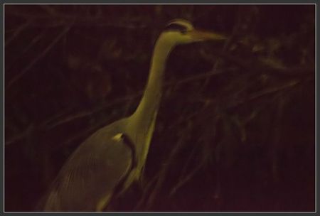 ville lulu heron nuit 2 6400 080112