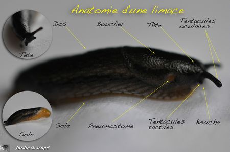 Anatomie-d'une-limace