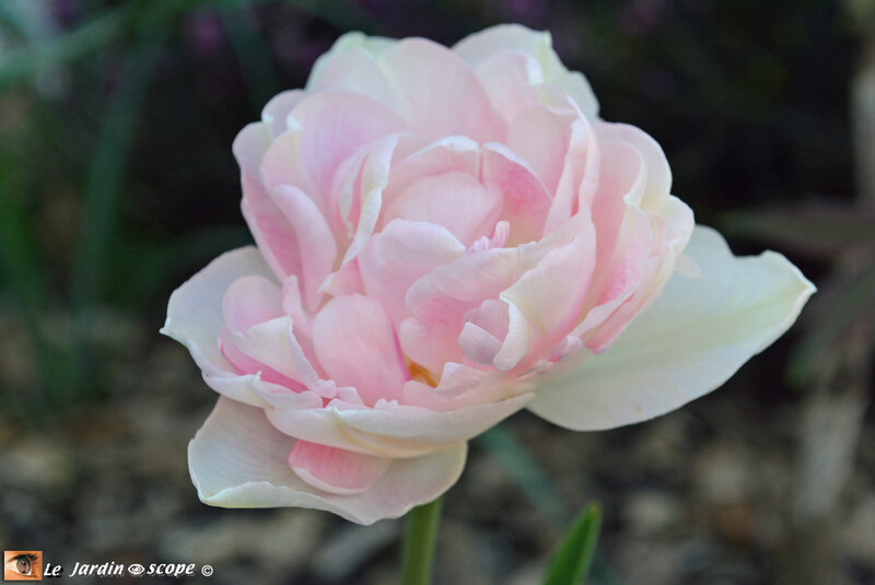 Tulipe-Angélique-2