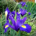 L'iris à l'origine de l'emblème des rois de france