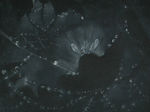 PDVD_040