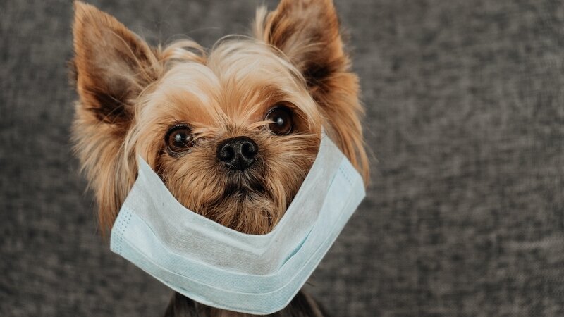 Coronavirus : les chiens et les chats peuvent-ils être touchés ...