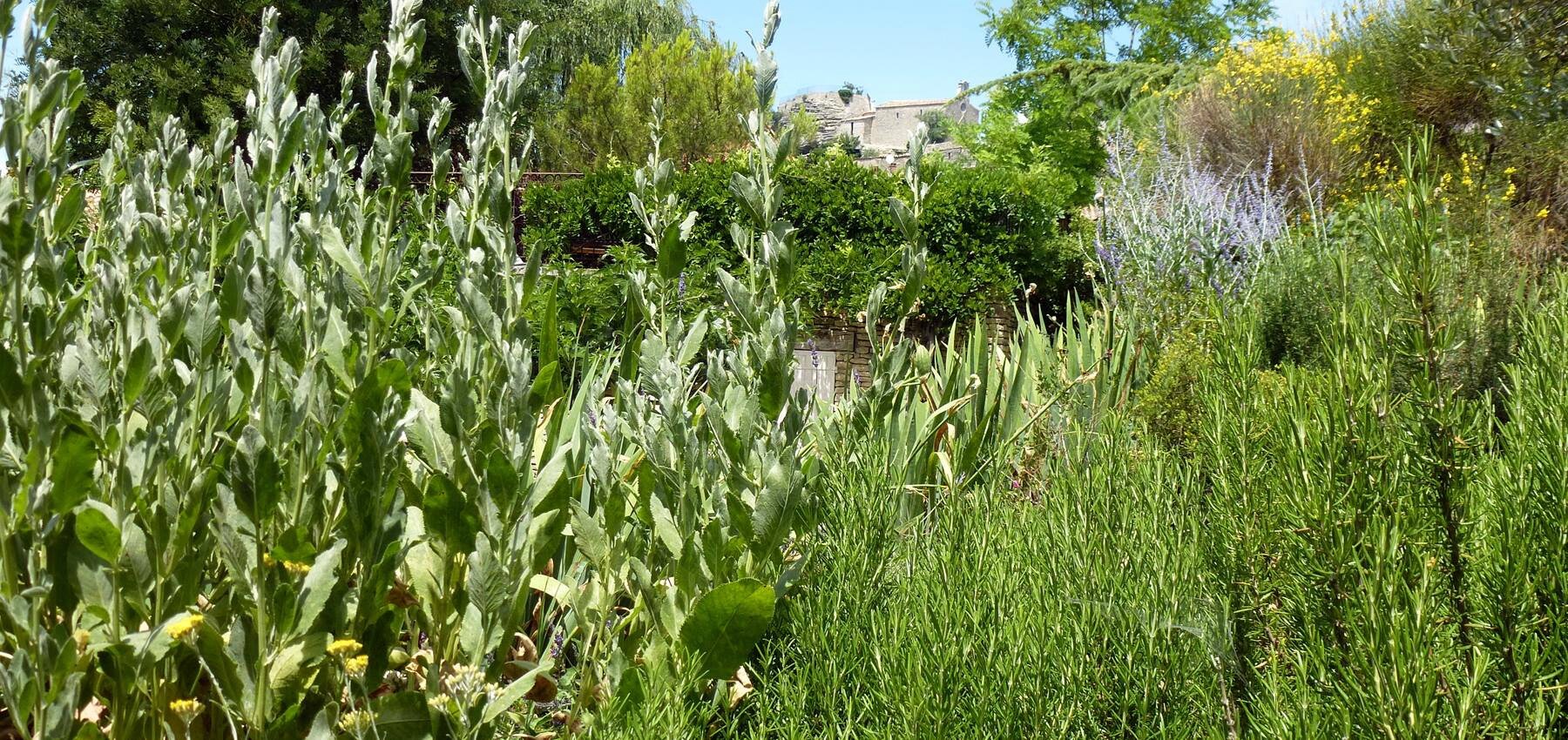Herbes de Provence - Thym, Romarin, Sarriette, Marjolaine