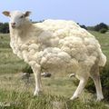 Vive les ogm ! (1) : l'agneau pascal.