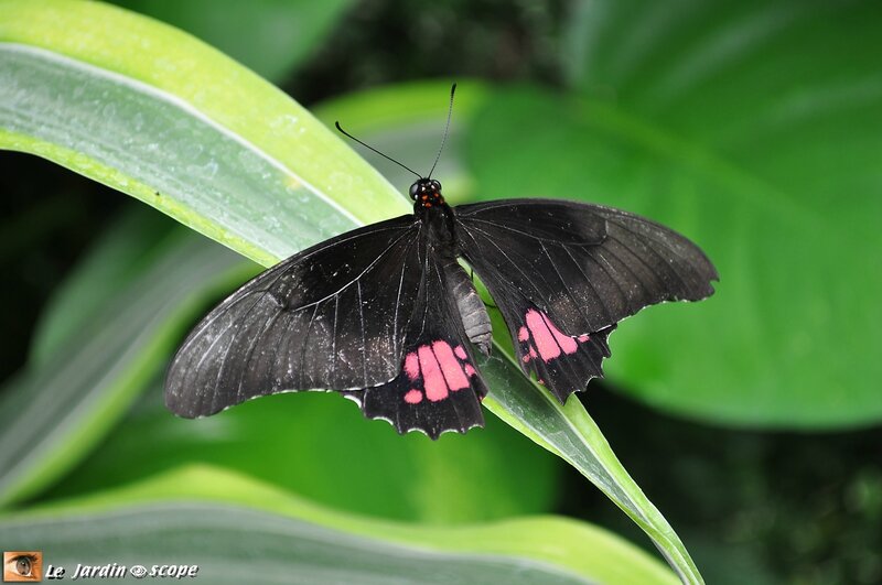 Parides sesostris • Papilionidae