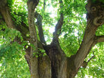 Yzeron_095a