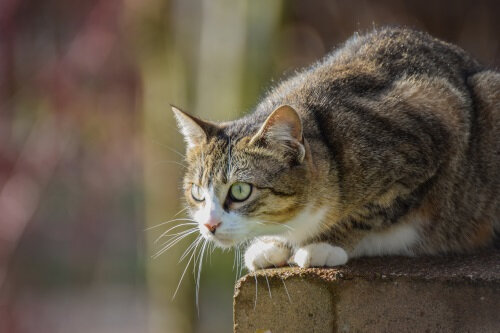Chat_à_l'affut w