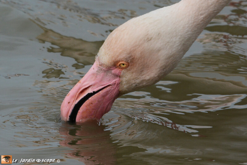 PAT_6751-tête-de-Flamant-rose