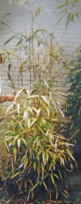 photo 25 - Pseudosasa japonica 'Akebono Suji' - Copie