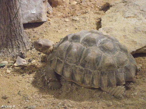 Tortue sillonnée - Nature et Zoo : l'actualité des parcs zoologiques