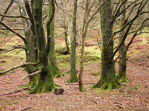 Glendalough__111_a