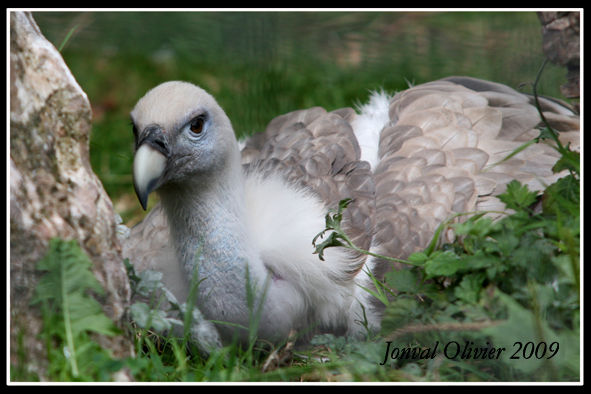 Vautour Fauve Photo De Zoo De Maubeuge Ambiance Nature