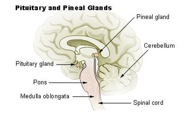 gp-Gland pinéal