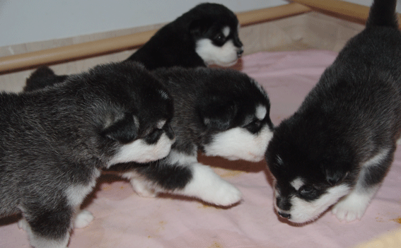 puppies_04