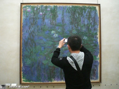 Nympheas bleus