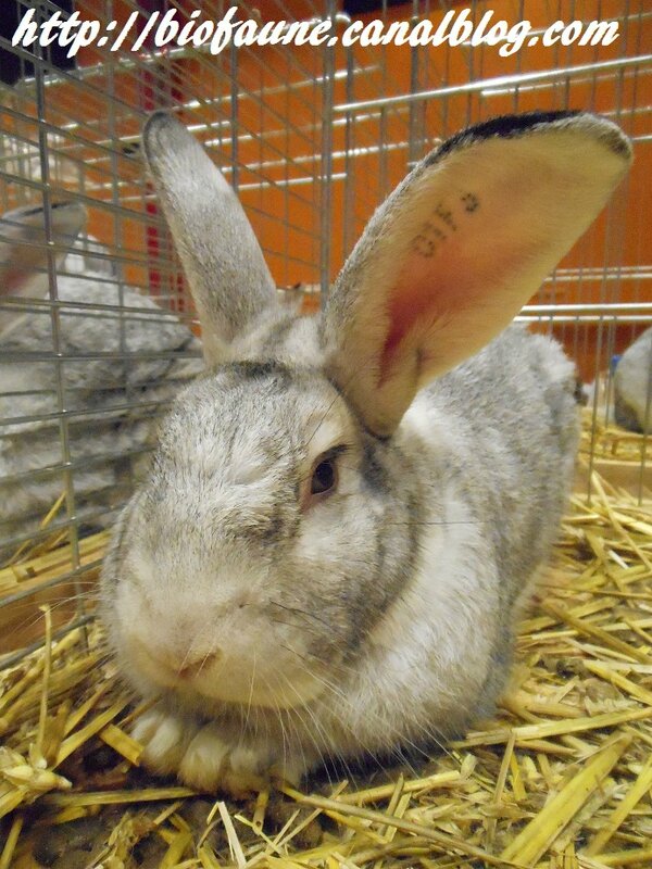 LAPIN GRIS 03