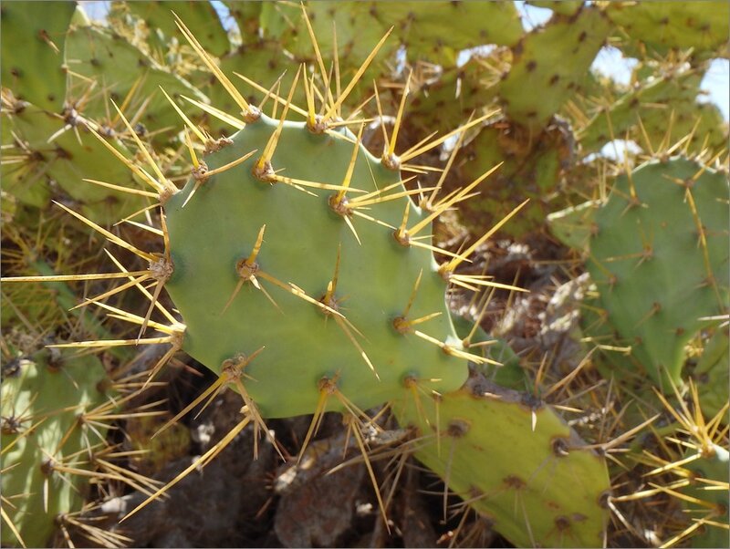 epines cactus