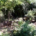 Maman truie suivie par ses petits