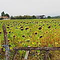 _IGP9694