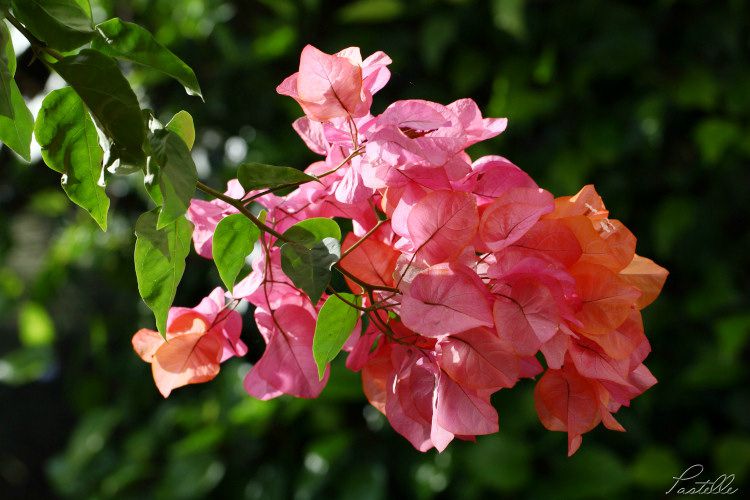 Bougainvilliers_IMG_6823