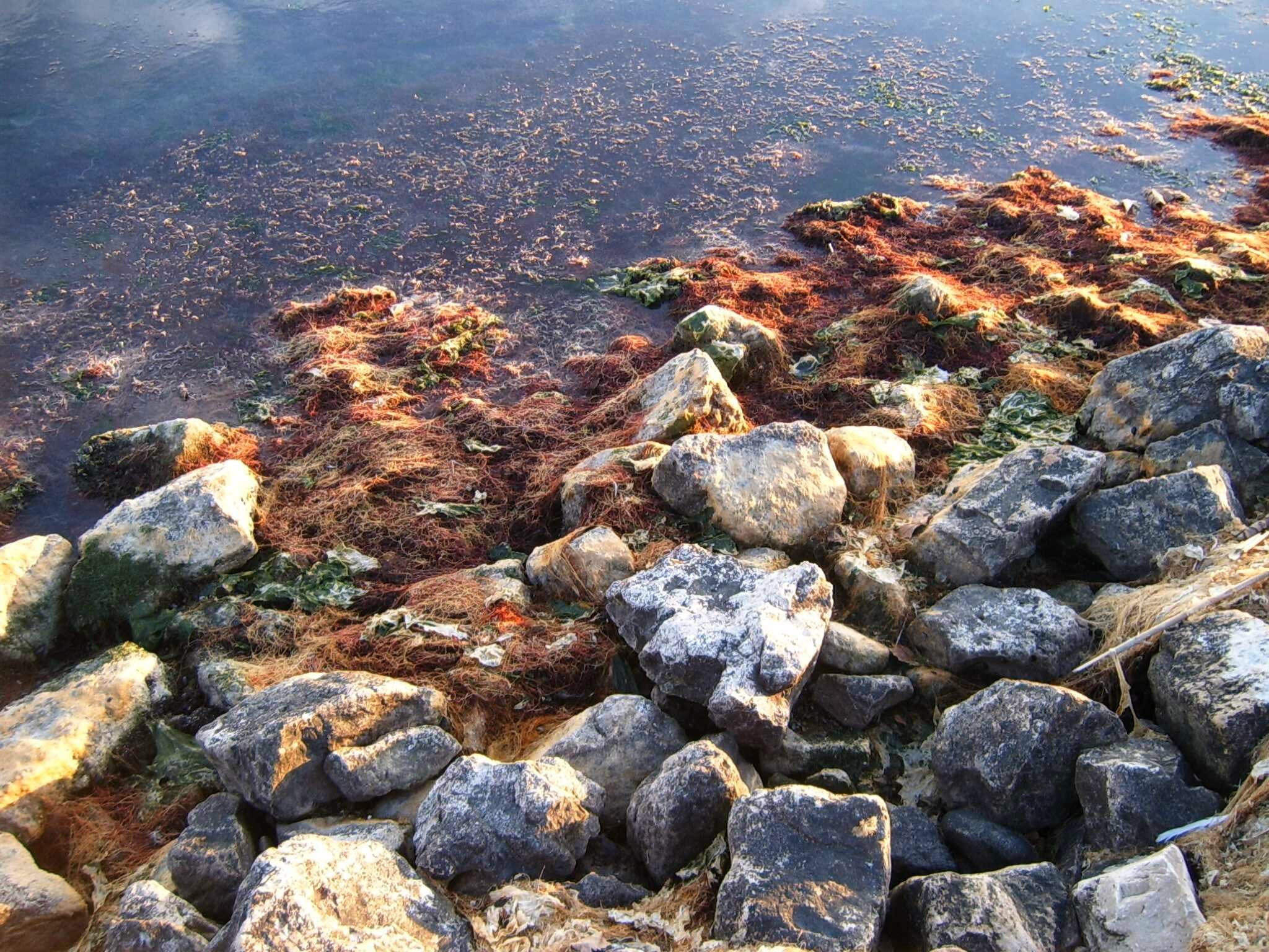 Dépôts algues sur petits rochers promenade bord Etang de Berre Berre l-Etang