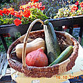 Courgettes, courges...