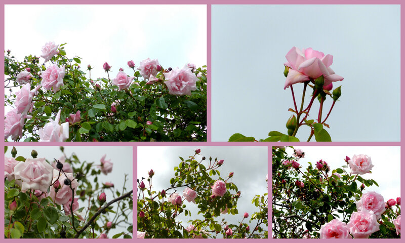 13 juin les roses-002
