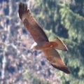 Milan royal, Milvus milvus