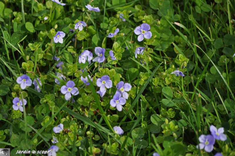 Veronica, une mauvaise herbe aux jolies fleurettes - Le JardinOscope, toute  la flore et la faune de nos parcs et jardins