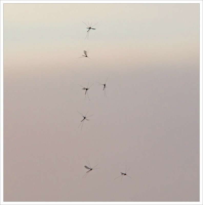 LC vol insectes soir 260116