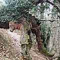 L'Ours au pays Basque